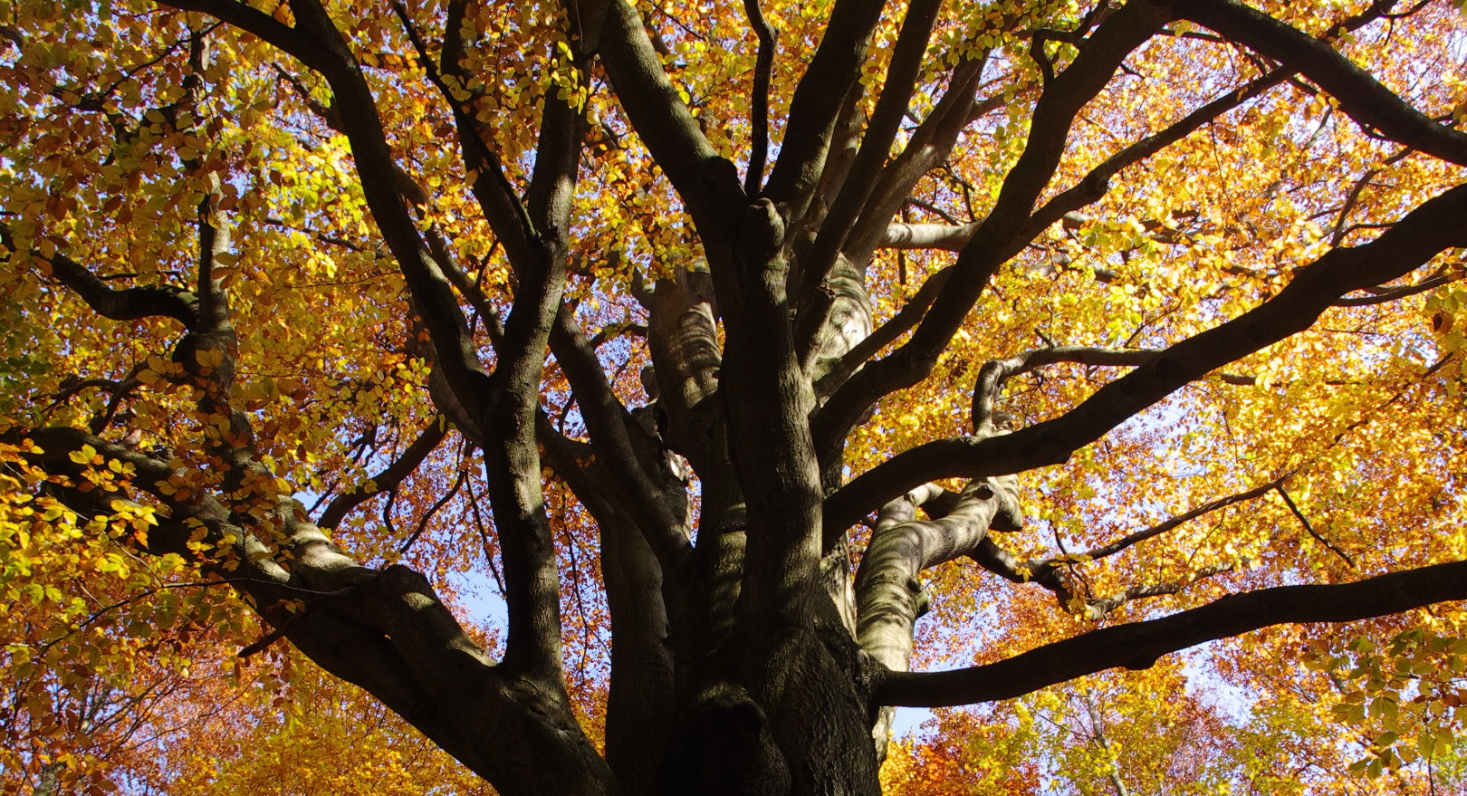 Picture of a forest